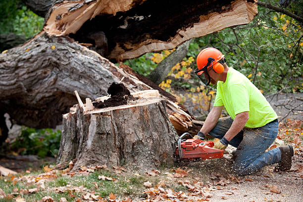 Best Hazardous Tree Removal  in Boca Raton, FL